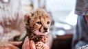 On the hunt: Tracking the illegal cheetah trade