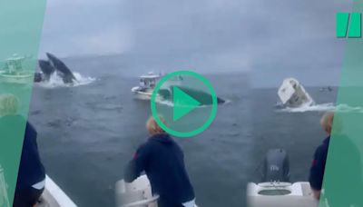 Aux États-Unis, cette baleine à bosse filmée en plein saut fait chavirer tout l’équipage d’un bateau