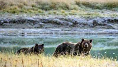 Canada conservationists push back as grizzly hunting ban lifted