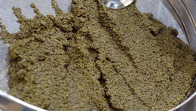 Jessica Scott-Reid: Canadian caviar is cruel and costly