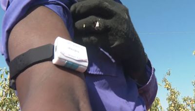 Una pulsera para monitorizar a los temporeros, el proyecto para evitar la deshidratación en verano