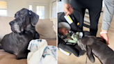 Mom "worried" how Great Dane would react to newborn had nothing to fear