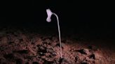 Alien-Looking Species Seen For First Time Ever in Ocean's Darkest Depths