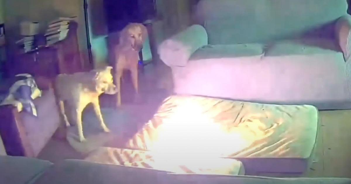 Video shows dog starting fire after chewing on lithium-ion battery