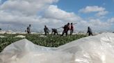 Detenidos nueve agricultores por quemar una nave con trabajadores dentro durante las protestas agrícolas