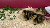 Lincoln Animal Control rescues ducklings from storm drain