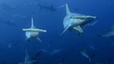 Cambio climático obliga a tiburones y rayas en cercanías de isla del Coco a buscar aguas más profundas