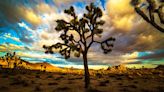 Joshua Trees Are Officially Protected in California