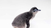 Baby Little Blue Penguin hatches at Birch Aquarium for first time ever