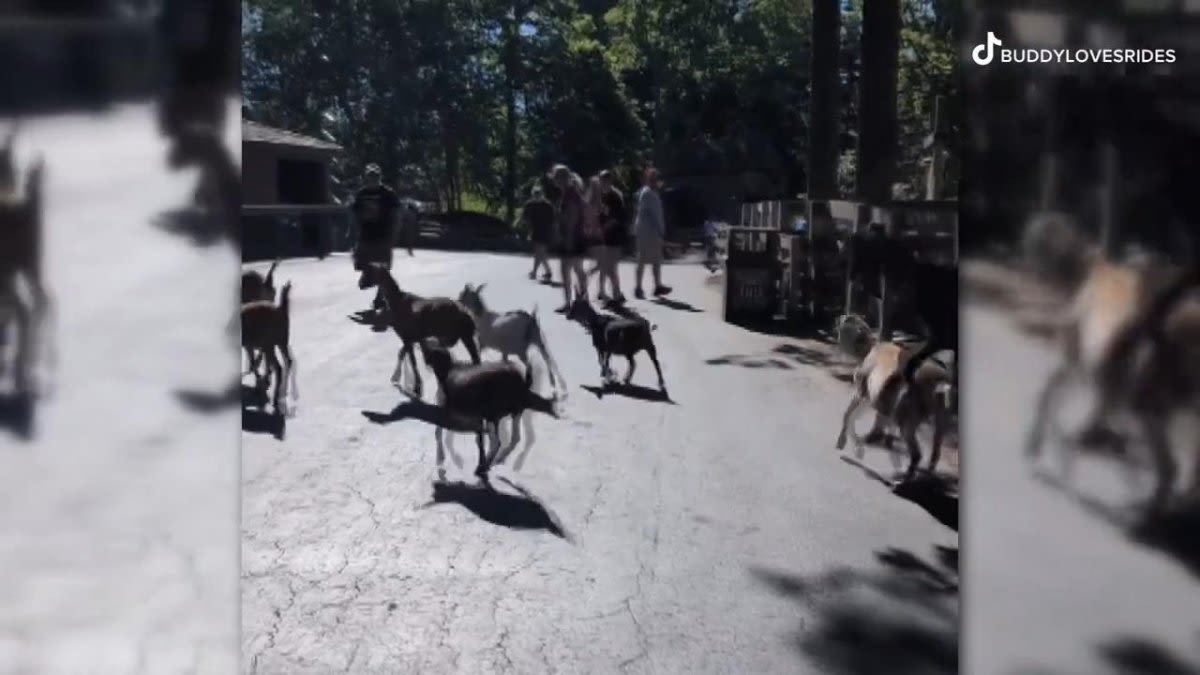 Watch: Herd of goats escape from Cedar Point's petting zoo