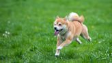 Could Shiba Inu Be a Multibagger in 2023?