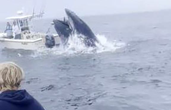 Whale slams boat, topples 2 fishermen off Rye coast: 'Oh no, we're going down'