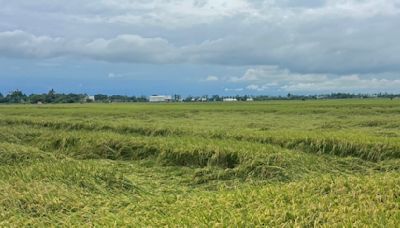 台南後壁區水稻倒伏 差10天可收割農民憂收成