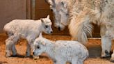 Cheyenne Mountain Zoo welcomes two Rocky Mountain goat kids