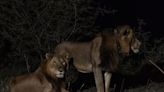 Dupla de leões nada 1.5 km por rio cheio de predadores e quebra recorde; veja vídeo