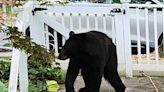 ‘All are welcome, even bears’: DC’s Brookland neighborhood sounds off on its latest furry intruder - WTOP News