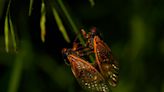 How do cicadas make their signature sound, so eerie and amazingly loud?