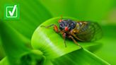 Yes, cicadas are in full emergence in Missouri and southern Illinois. Here's what that means