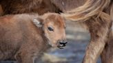 Rangers 'elated' by birth of baby bison in ancient woodland