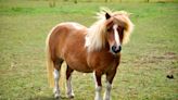 Mini Horse ‘Teases Her Bangs’ and She’s Giving ‘80s Vibes