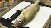 Walleye increase in Missouri River above Canyon Ferry behind proposed reg change