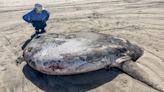 Potential largest-ever, rare fish washes ashore on Gearhart Beach