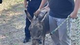 Look: Two runaway donkeys rounded up by Virginia State Police