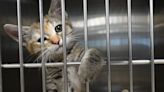 Danville Deserves Better campaign launched to try and save shelter animals