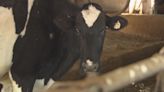 Wisconsin officials require Influenza A testing for cows