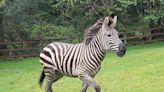 4 Zebras Broke Free on a Highway. A Rodeo Clown Stepped In.