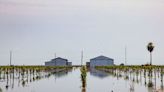 Space photos show over 1 trillion gallons of water flooding crop fields in California, and it could mean higher food prices