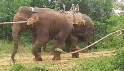 Forest officials successfully rescue 'Makhna' elephant near Bannerghatta | Bengaluru News - Times of India