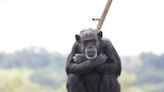 En Brasil: cómo se vive en el santuario al que podrían trasladar a Toti, el chimpancé de la mirada triste, desde Río Negro