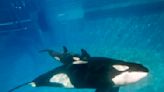 Last orca born at a SeaWorld park dies from illness in Texas