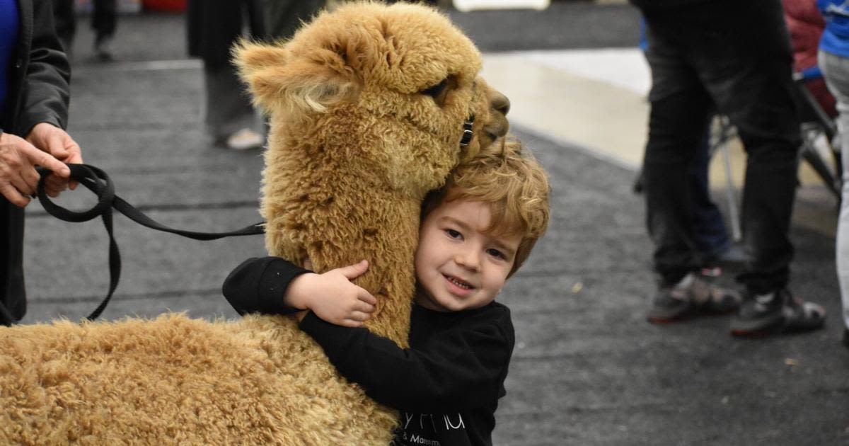 Alpacas from across the U.S. coming to Cheyenne this weekend