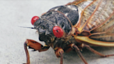 Copperheads love cicadas. Will the insect invasion mean more snakes out in SC? Biologists weigh in