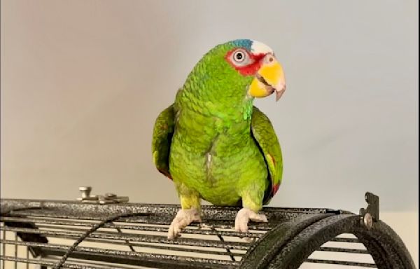 Potty-mouthed parrot arrives at shelter; 400 people apply to adopt him