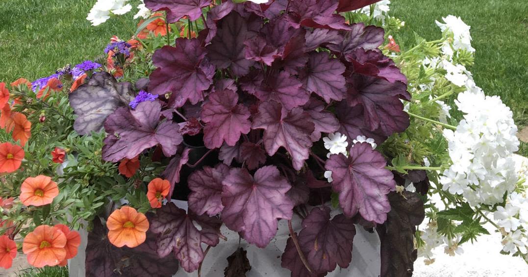 Napa County Master Gardeners: The highs and lows of heuchera