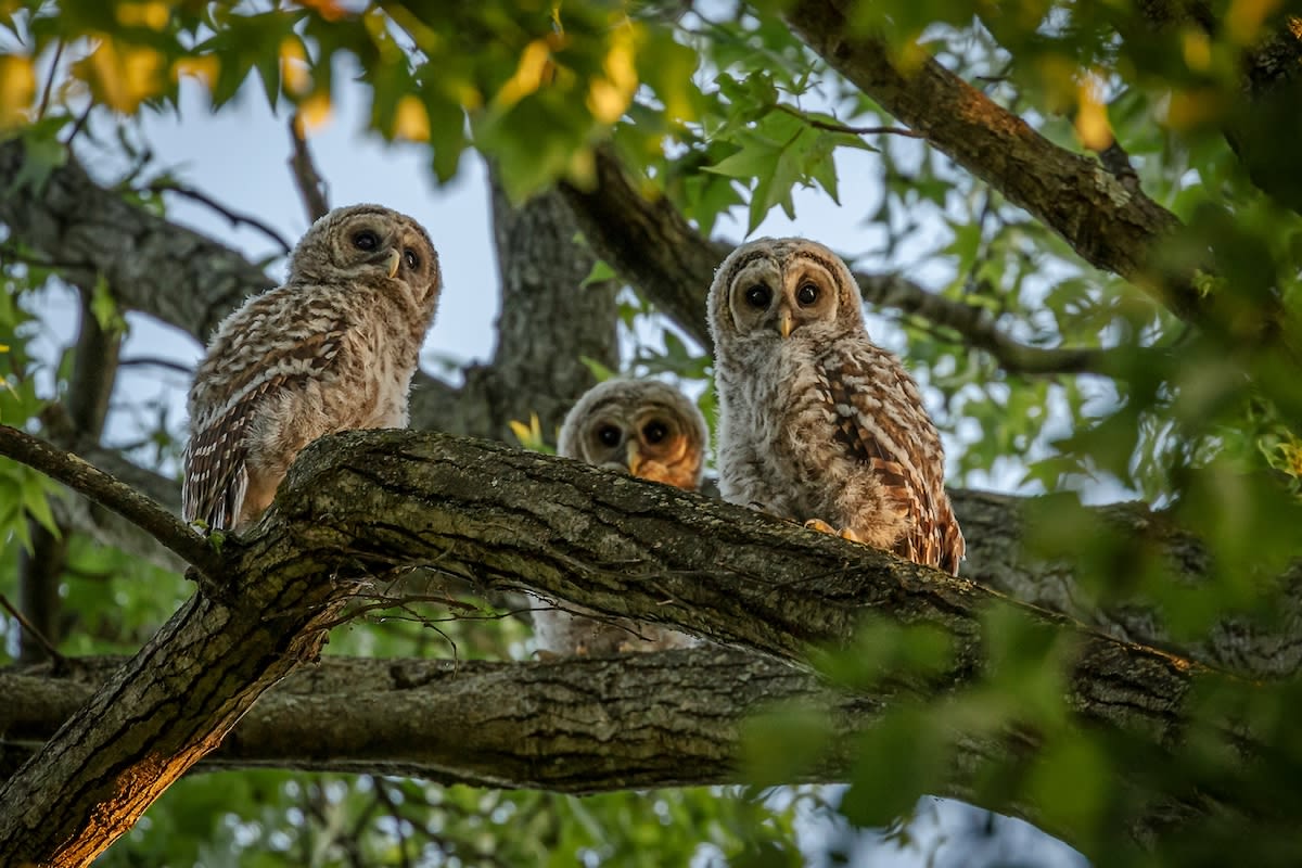 Baby Barred Owls Can't Get Enough of Backyard Bird Bath & It's Too Cute