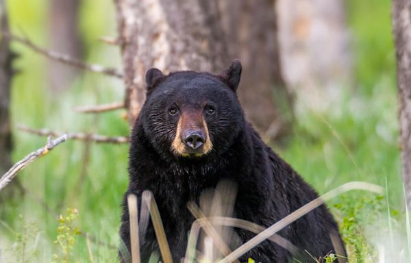 Bear attacks and injures 3-year-old girl in tent at Montana campground