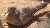 Rare dove fledges at Paignton Zoo