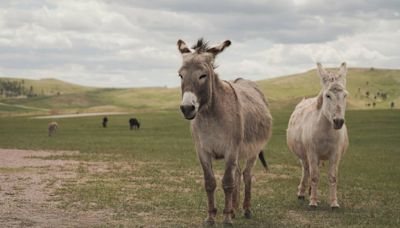 New clues revealed in ‘senseless’ killing of 19 wild burros, California officials say