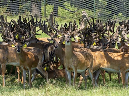 Texas Slaughters Hundreds Of Diseased Deer Over 85-Year-Old Rancher’s Protests