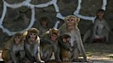 India heatwave hits wildlife as thirsty monkeys drown in well