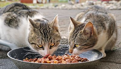 女爆料知名貓飼料「有完整小壁虎」！廠商提告求償百萬結果曝