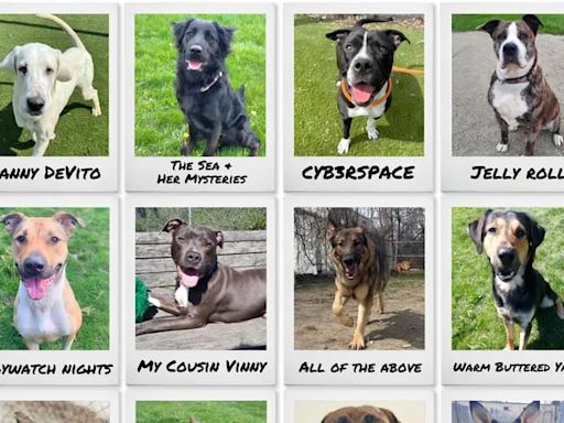 Toronto animal shelter launches unhinged ‘good dogs, bad names’ adoption campaign