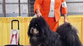 Cedartown resident to show top ranked Tibetan Mastiff at Westminster