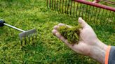 Gardening whizz shares 39p hack to rid lawn of moss overnight