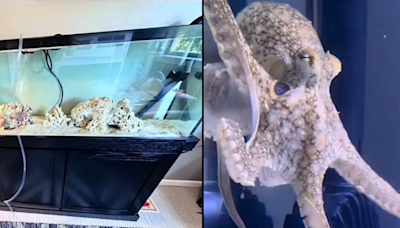 Pet octopus family bought for nine-year-old son destroys their home