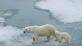 Científicos logran cuantificar impacto del efecto invernadero en supervivencia del oso polar